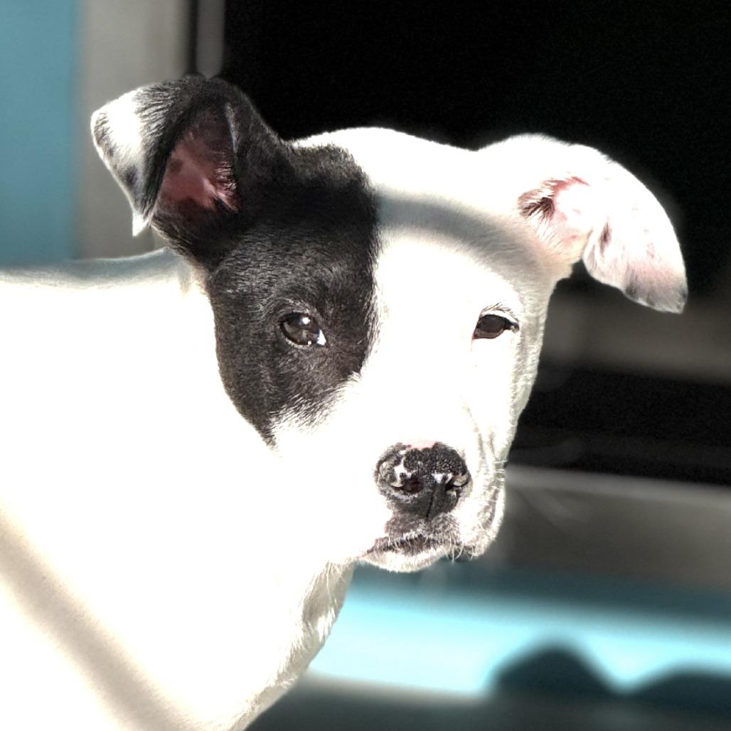 Enlarge Ratatouille, a Adoptable Mixed Breed in Bradenton, FL image 1/1