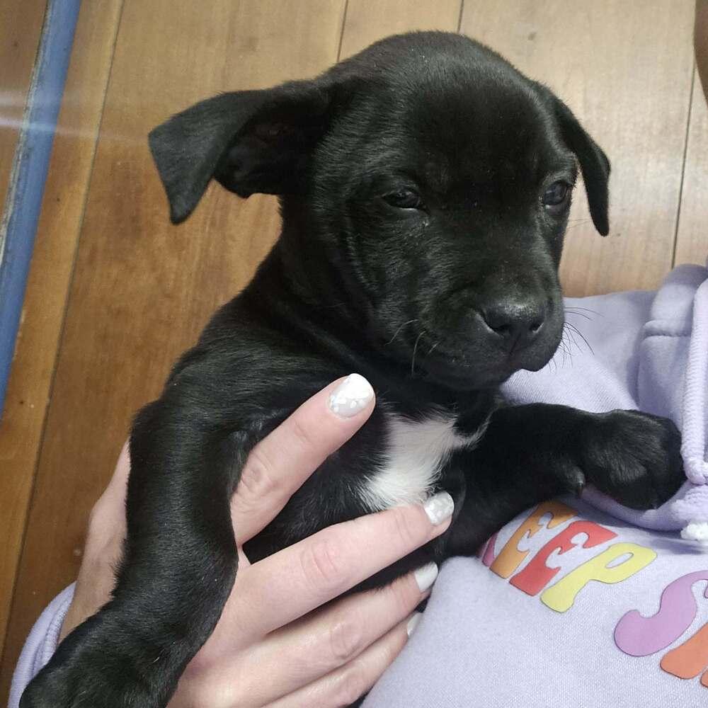 Dino, Adoptable, Puppy Male Dachshund.