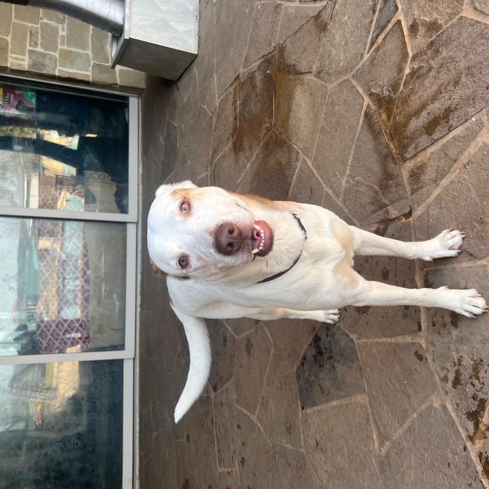 Enlarge Prince, a Adoptable mixed breed in La Crosse, WI image 2/6