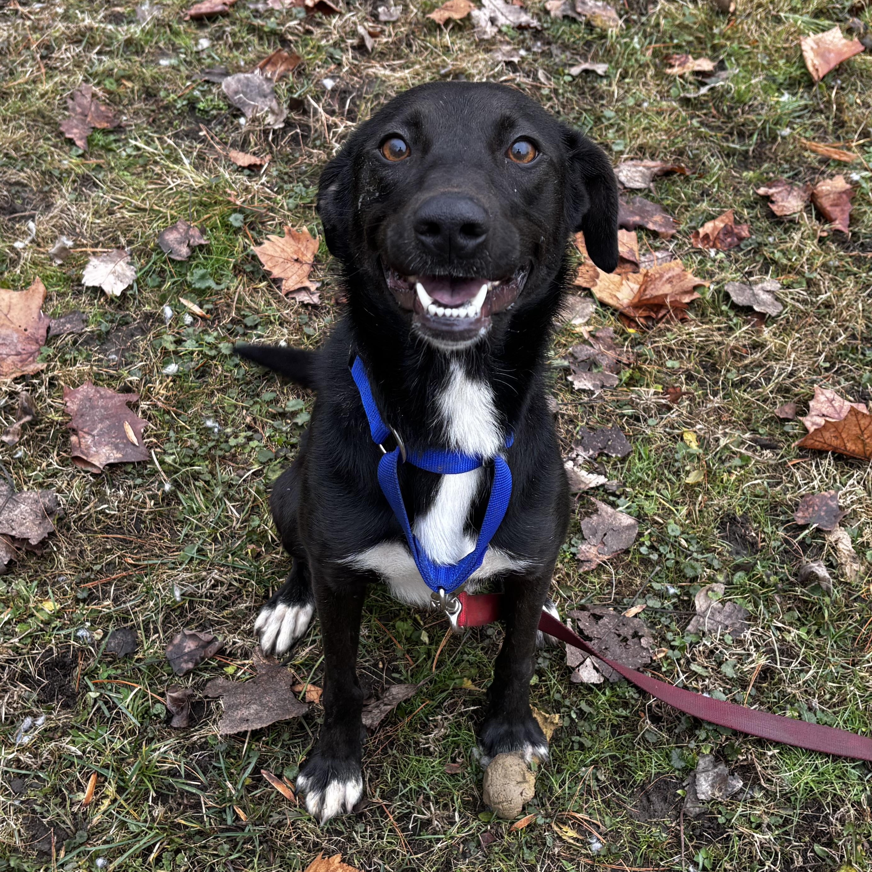 Tippie, an adopted Mixed Breed in Frankfort, IN image 2/6