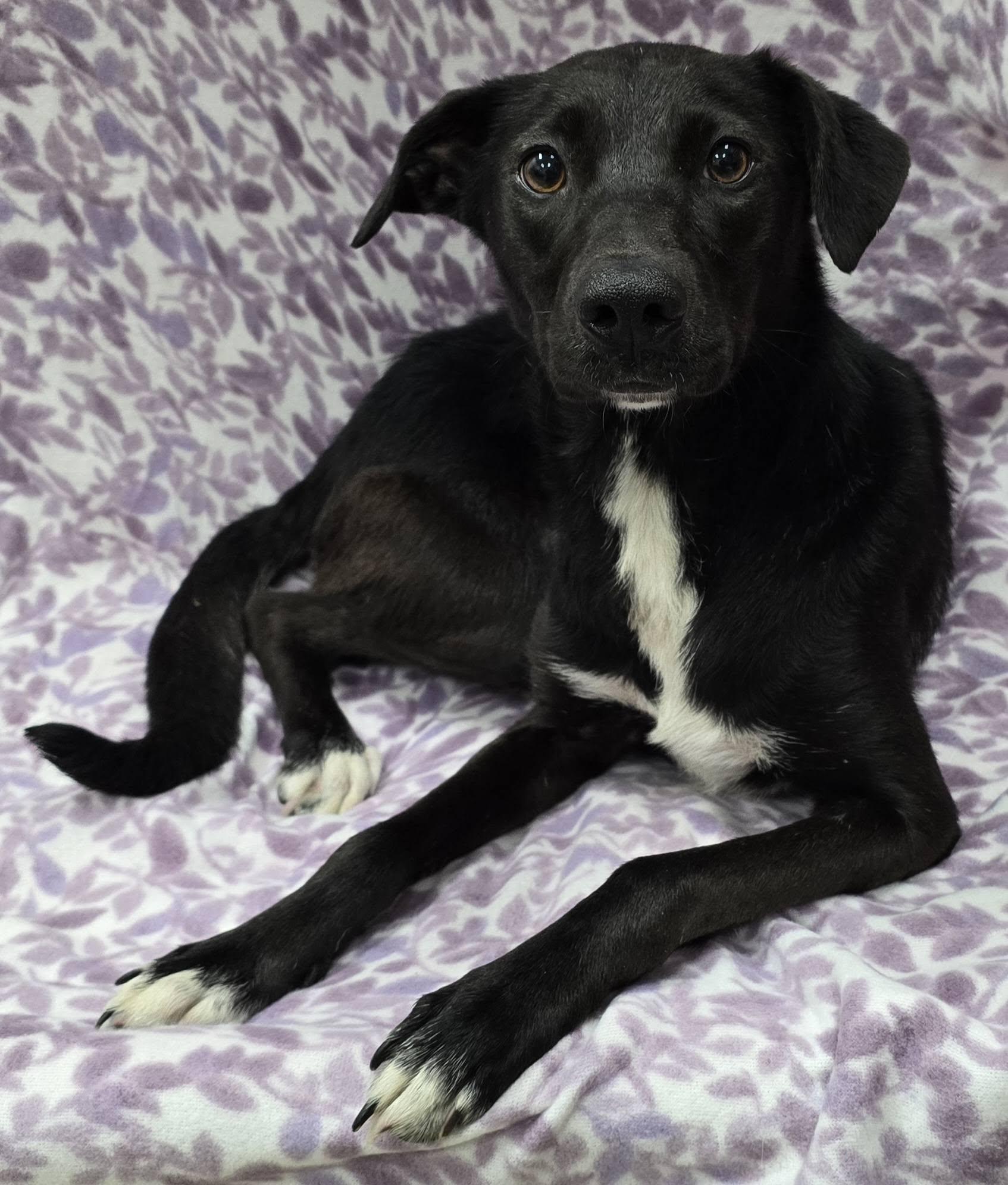 Tippie, an adopted Mixed Breed in Frankfort, IN image 3/6