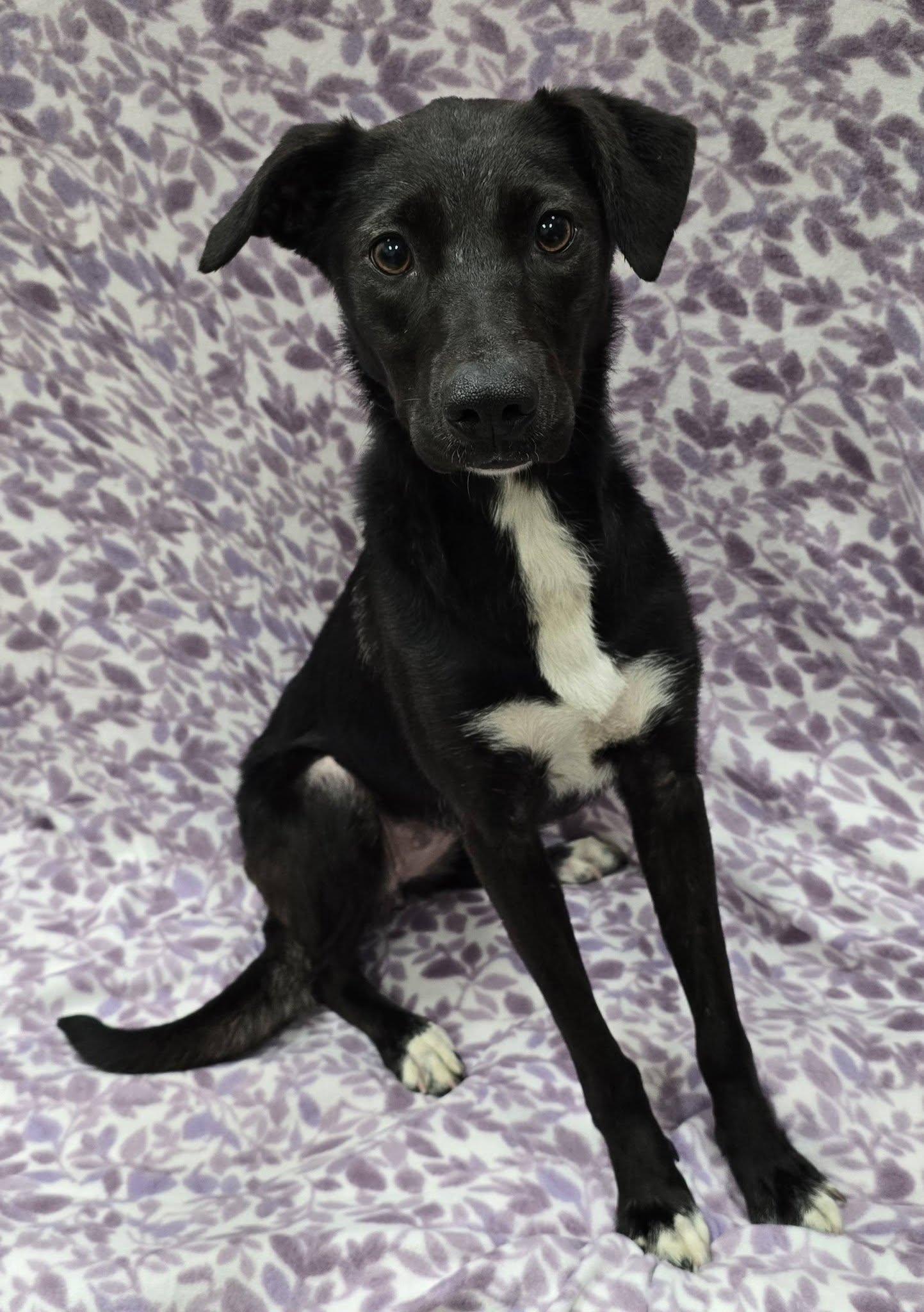 Tippie, an adopted Mixed Breed in Frankfort, IN image 1/6