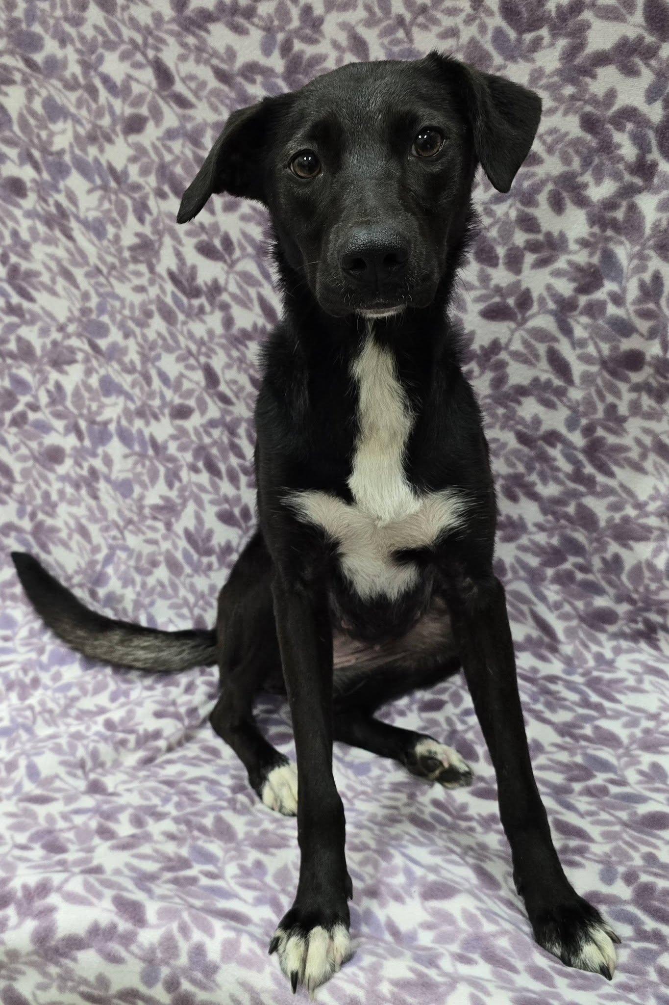 Tippie, an adopted Mixed Breed in Frankfort, IN image 4/6