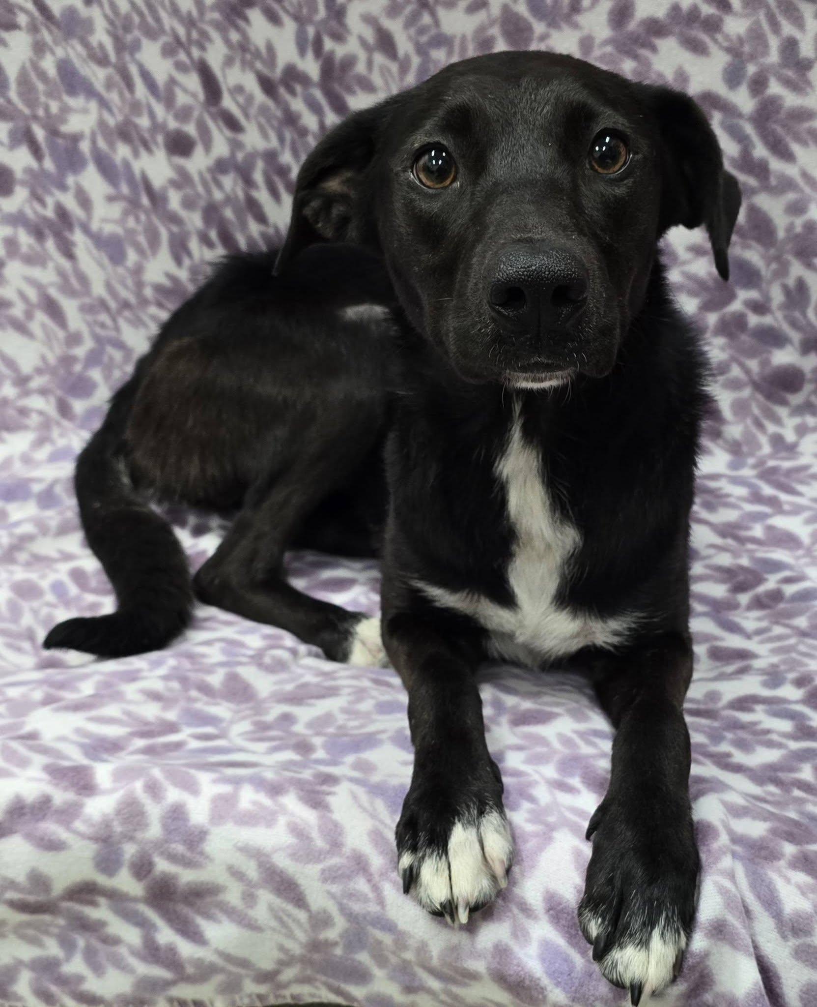 Tippie, an adopted Mixed Breed in Frankfort, IN image 5/6