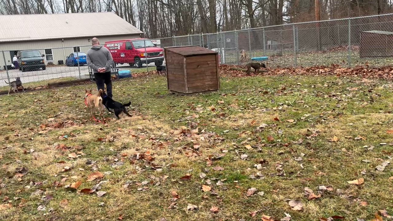 Enlarge Tippie, an adopted Mixed Breed in Frankfort, IN video 6/6