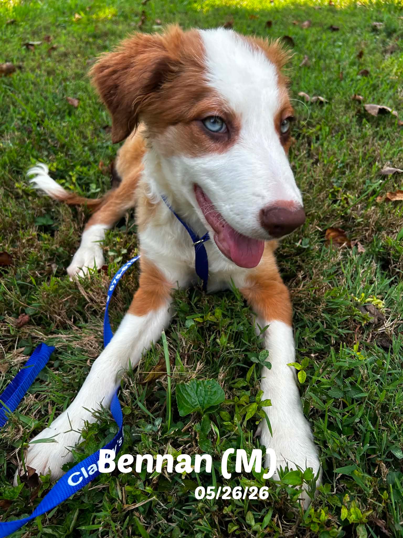 Enlarge 13 Week old Border Collie Pups, a ADOPTABLE Border Collie in Seymour, IN image 1/5