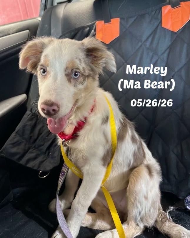 Enlarge 13 Week old Border Collie Pups, a ADOPTABLE Border Collie in Seymour, IN image 5/5