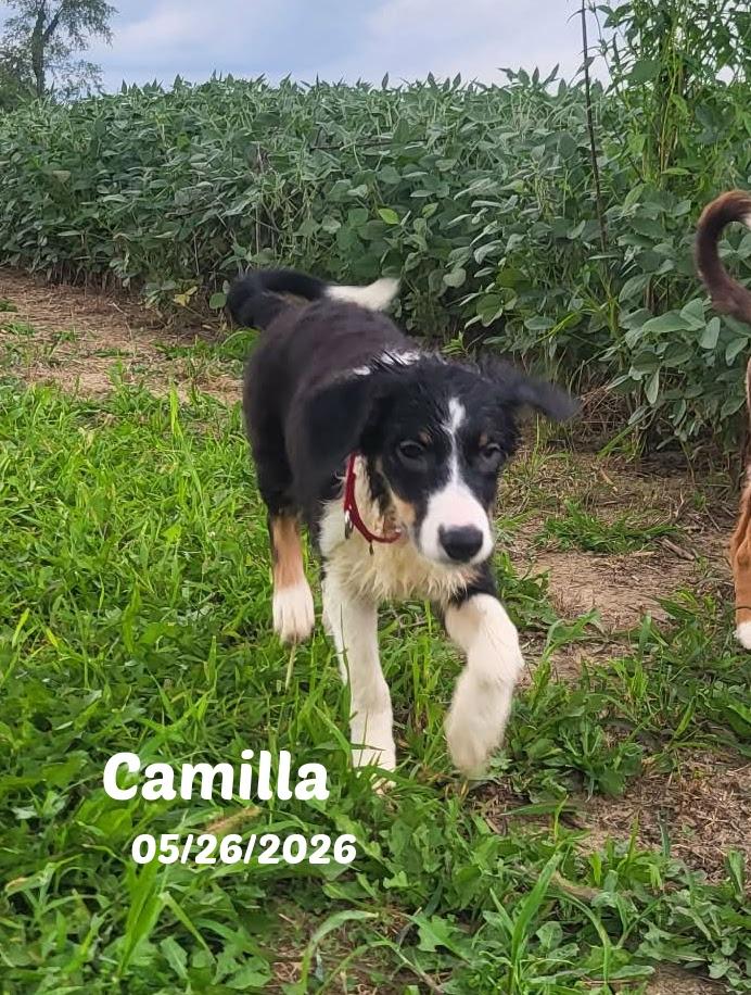 Enlarge 13 Week old Border Collie Pups, a ADOPTABLE Border Collie in Seymour, IN image 2/5