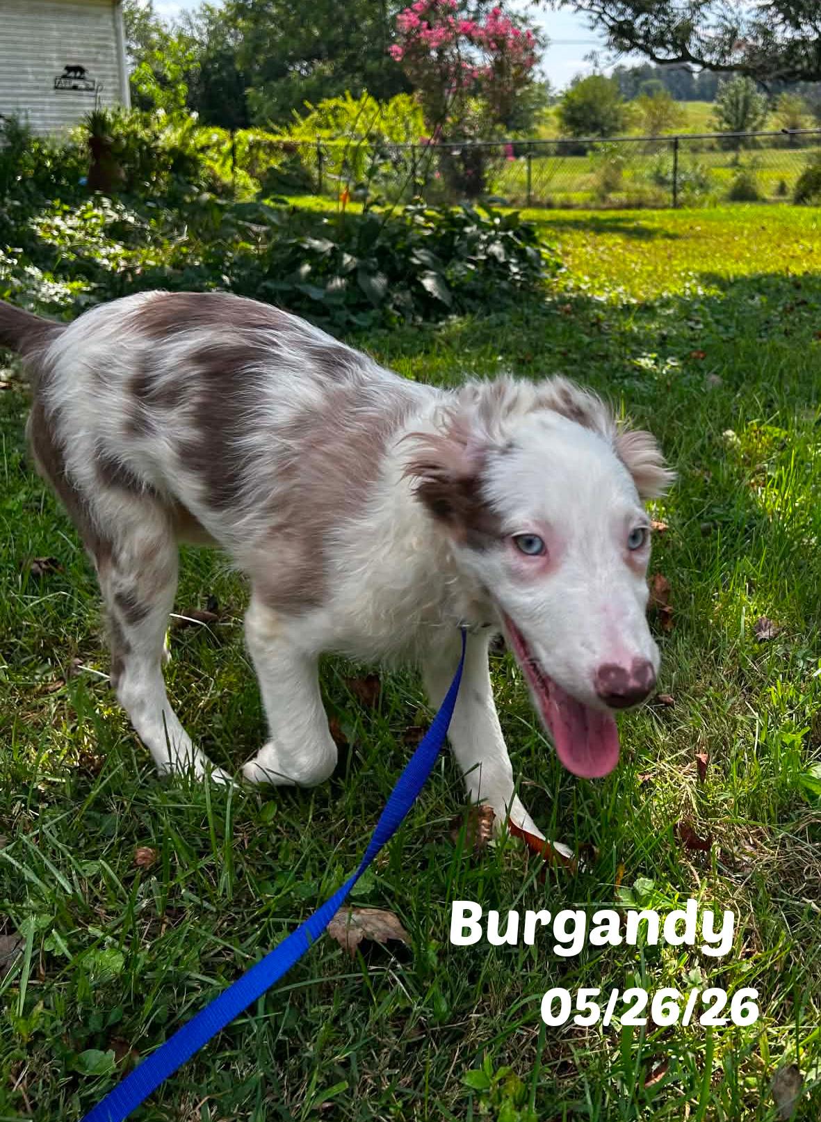 Enlarge 13 Week old Border Collie Pups, a ADOPTABLE Border Collie in Seymour, IN image 3/5