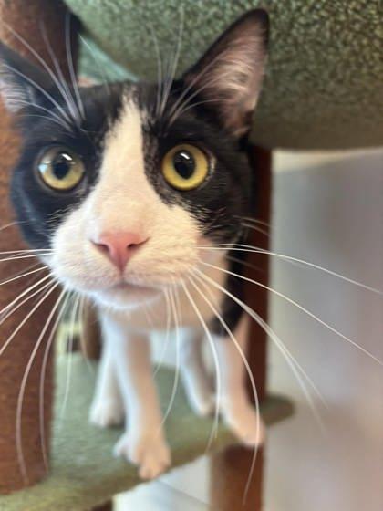 Ducky, Adoptable, Young Female Domestic Short Hair & Domestic Short Hair.