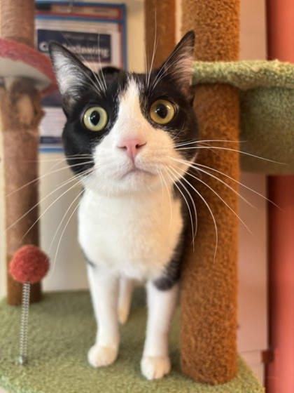 Enlarge Ducky, a Adoptable mixed breed in Scottsbluff, NE image 3/3