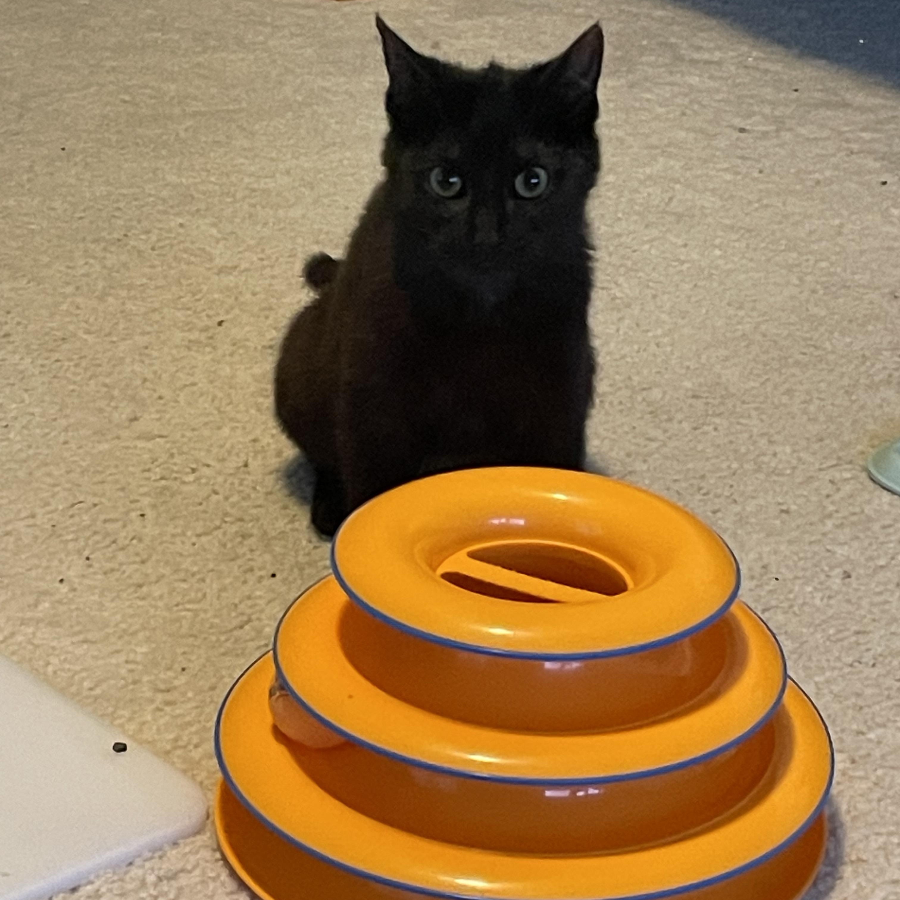 Ash, a Adoptable Domestic Short Hair in Madison, WI image 2/6