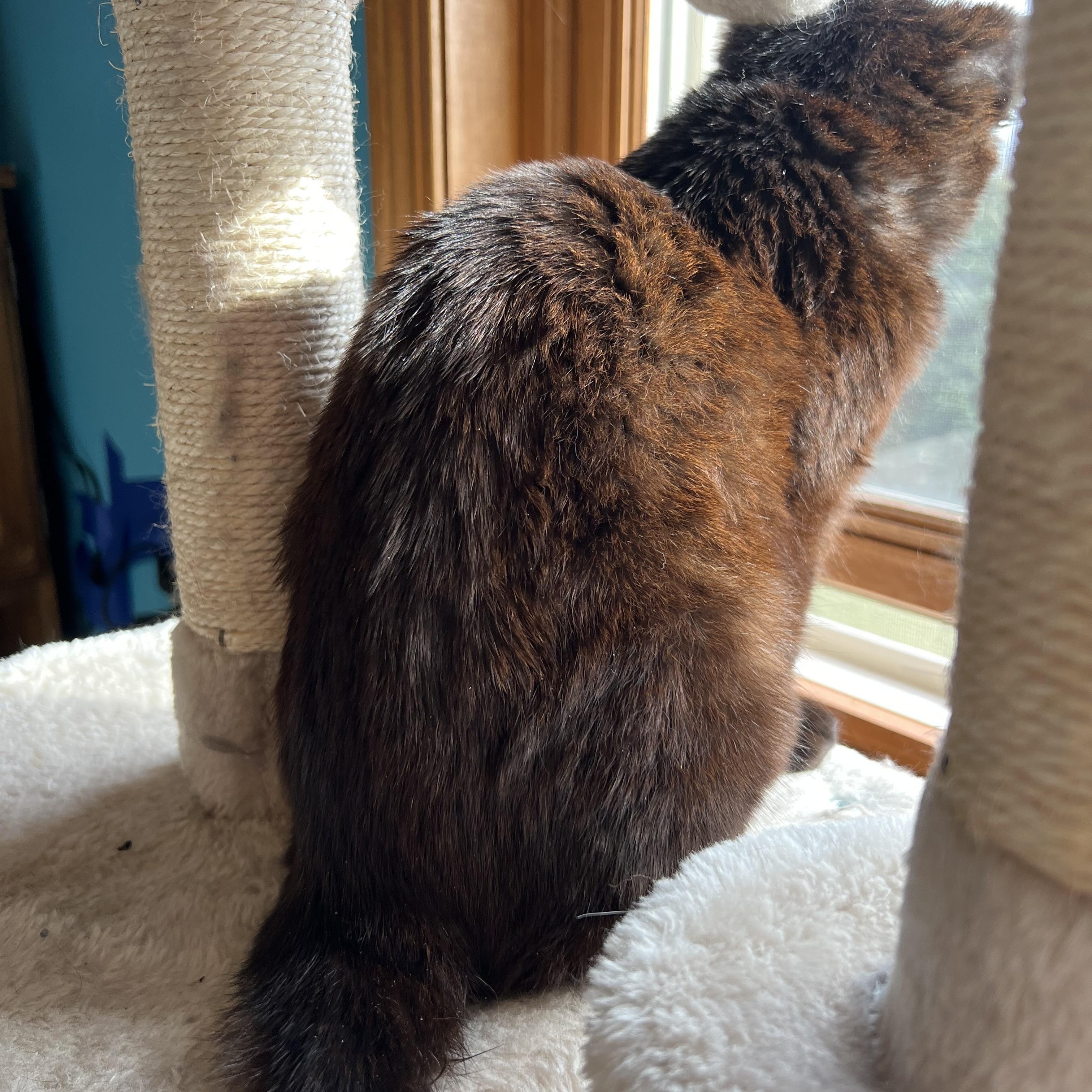 Ash, a Adoptable Domestic Short Hair in Madison, WI image 6/6