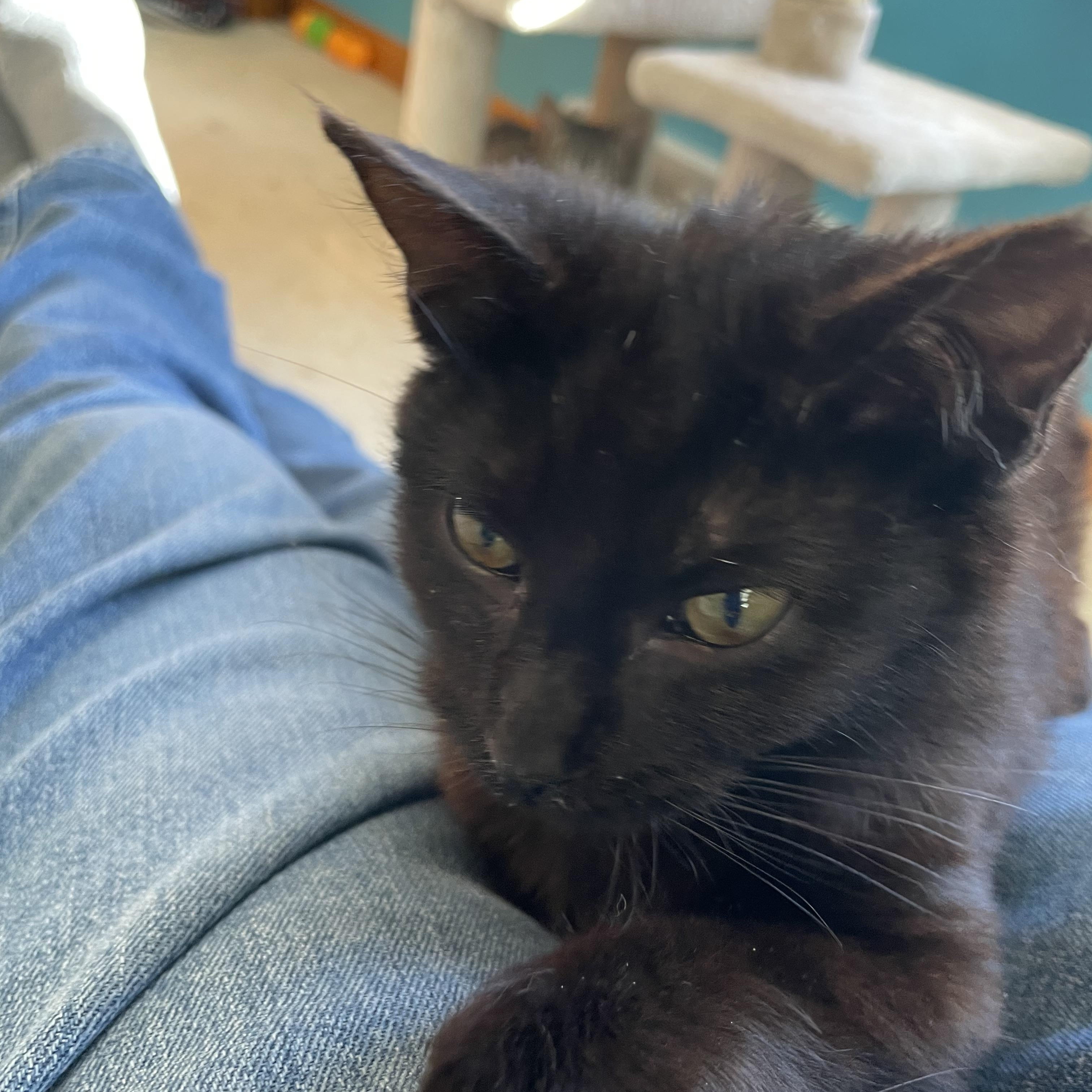 Ash, a Adoptable Domestic Short Hair in Madison, WI image 4/6