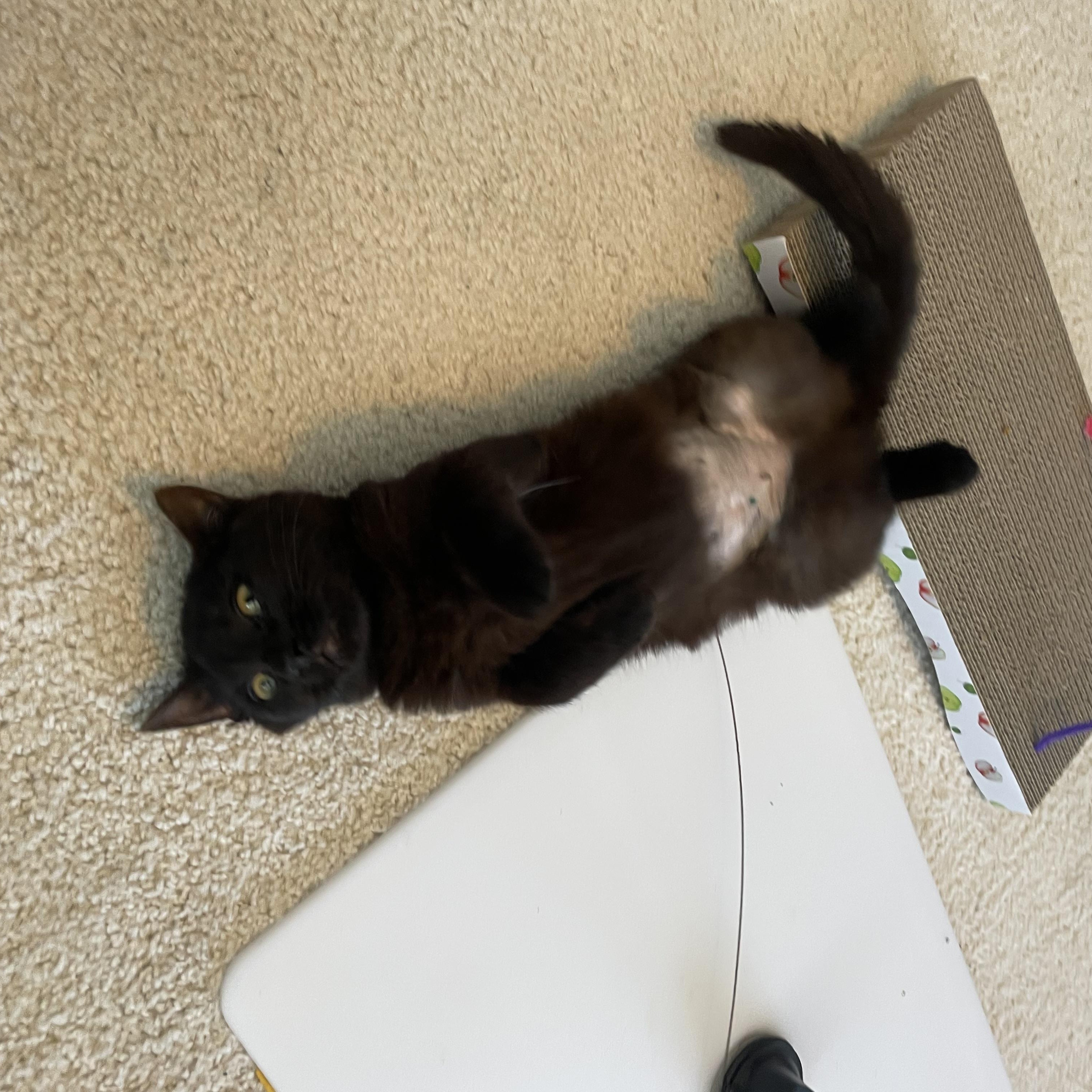 Ash, a Adoptable Domestic Short Hair in Madison, WI image 3/6