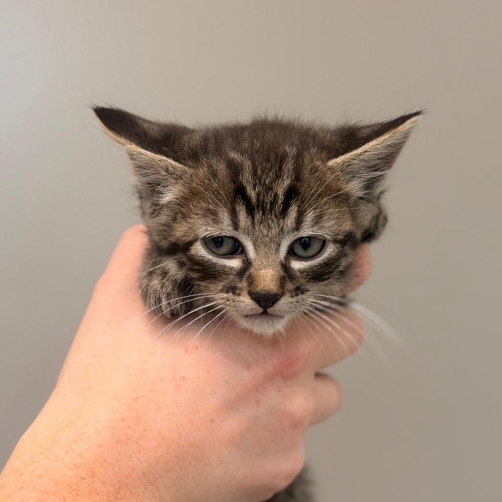 Sweet Thing Kitten 4 (Dark blue collar), Adoptable, Kitten Male Domestic Short Hair.