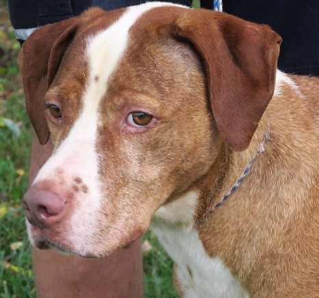 Enlarge Dew, a Adoptable mixed breed in Frederick, MD image 1/6