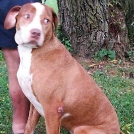 Enlarge Dew, a Adoptable mixed breed in Frederick, MD image 2/6
