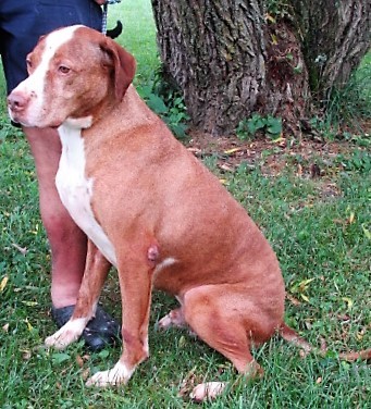 Enlarge Dew, a Adoptable mixed breed in Frederick, MD image 3/6