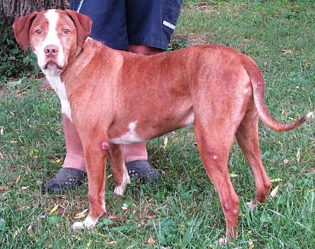 Enlarge Dew, a Adoptable mixed breed in Frederick, MD image 5/6