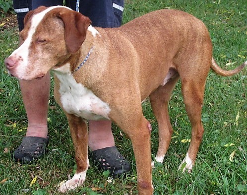 Enlarge Dew, a Adoptable mixed breed in Frederick, MD image 6/6
