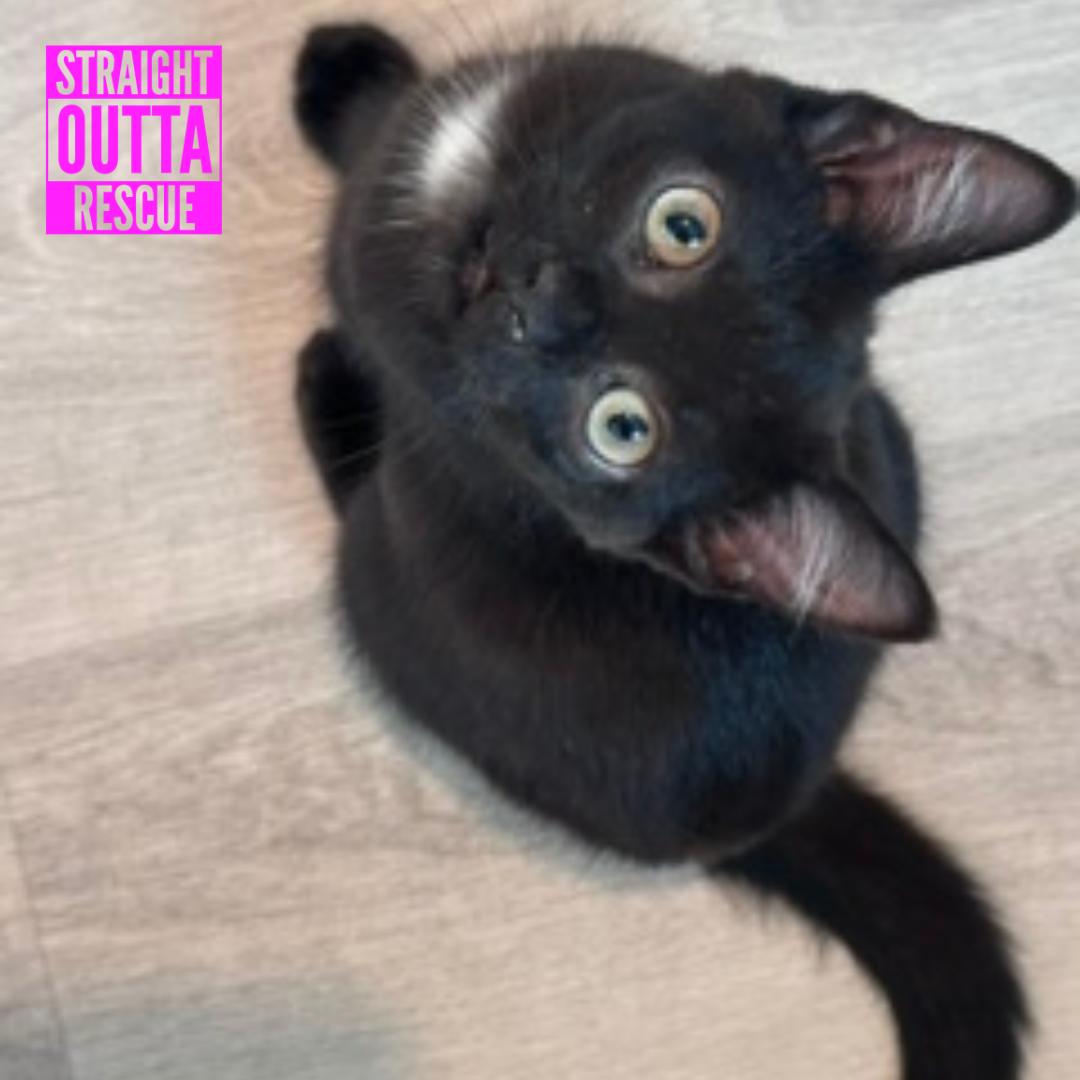 Enlarge Slash, an adopted Domestic Short Hair in Vancouver, BC image 4/6