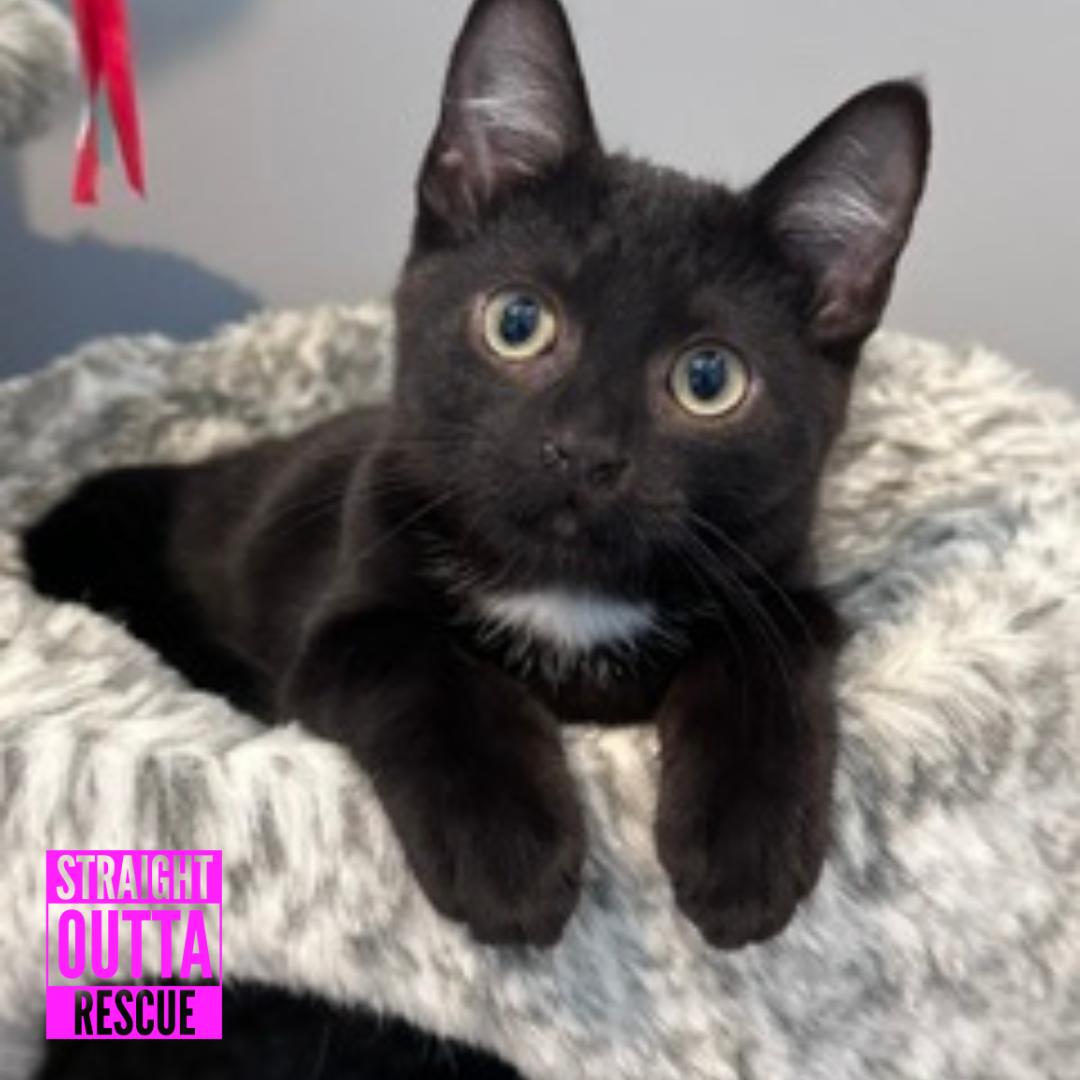 Enlarge Slash, an adopted Domestic Short Hair in Vancouver, BC image 6/6