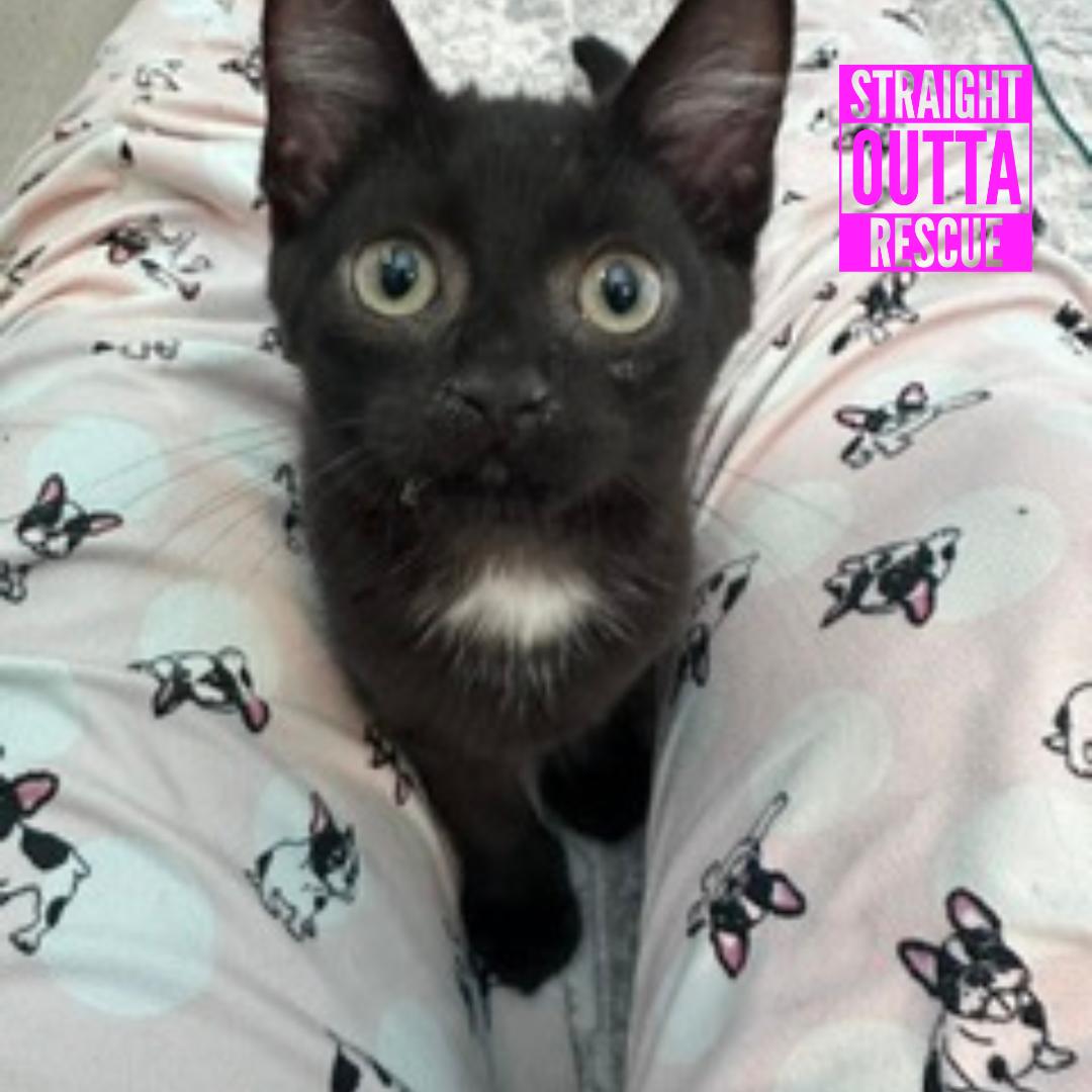 Slash, adopted, Kitten Male Domestic Short Hair.