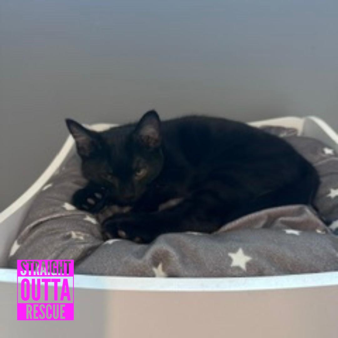 Enlarge Slash, an adopted Domestic Short Hair in Vancouver, BC image 2/6