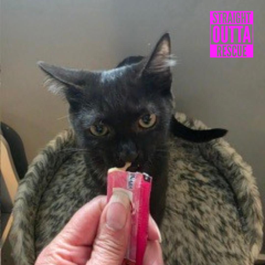 Enlarge Slash, an adopted Domestic Short Hair in Vancouver, BC image 5/6