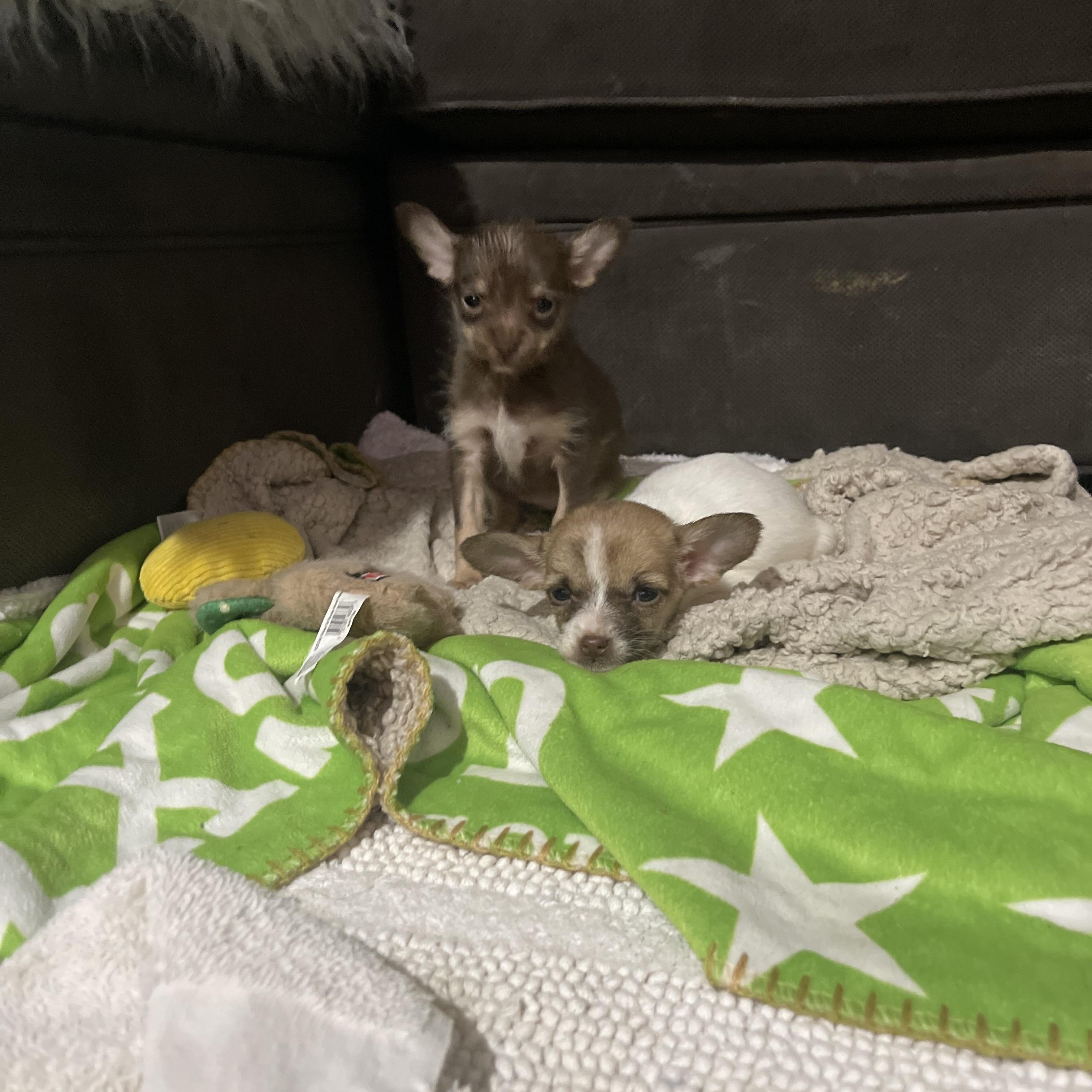 Enlarge Tiny, an adopted mixed breed in Northlake, IL image 4/4