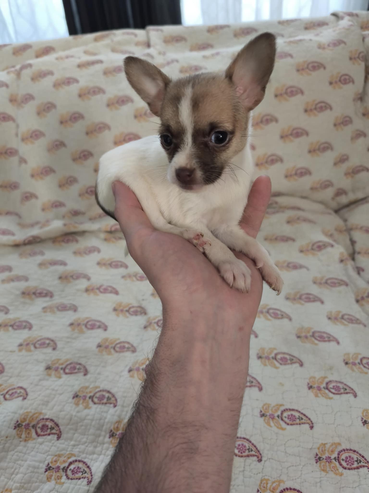 Enlarge Tiny, an adopted mixed breed in Northlake, IL image 1/4