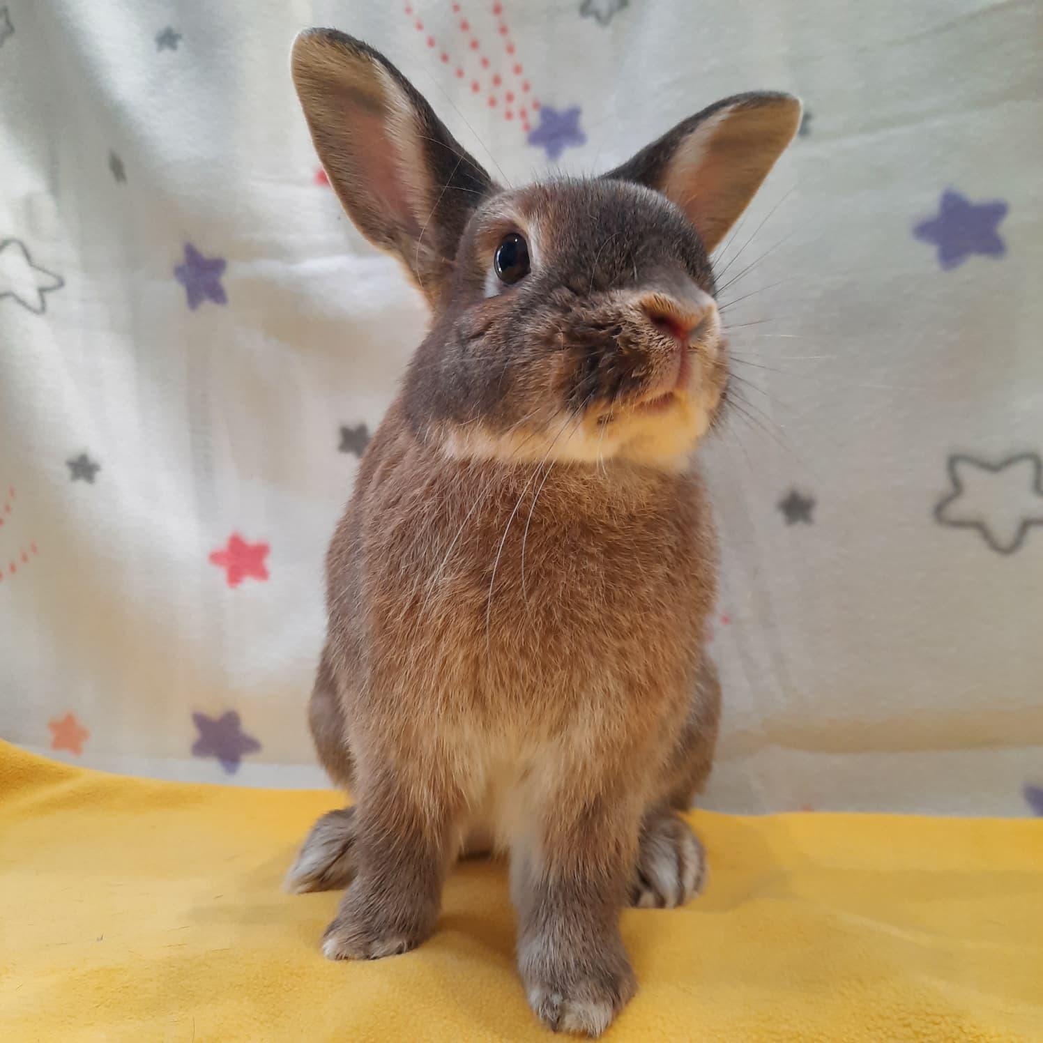 Enlarge Ellie, a Adoptable Bunny Rabbit in Montclair, CA image 3/3