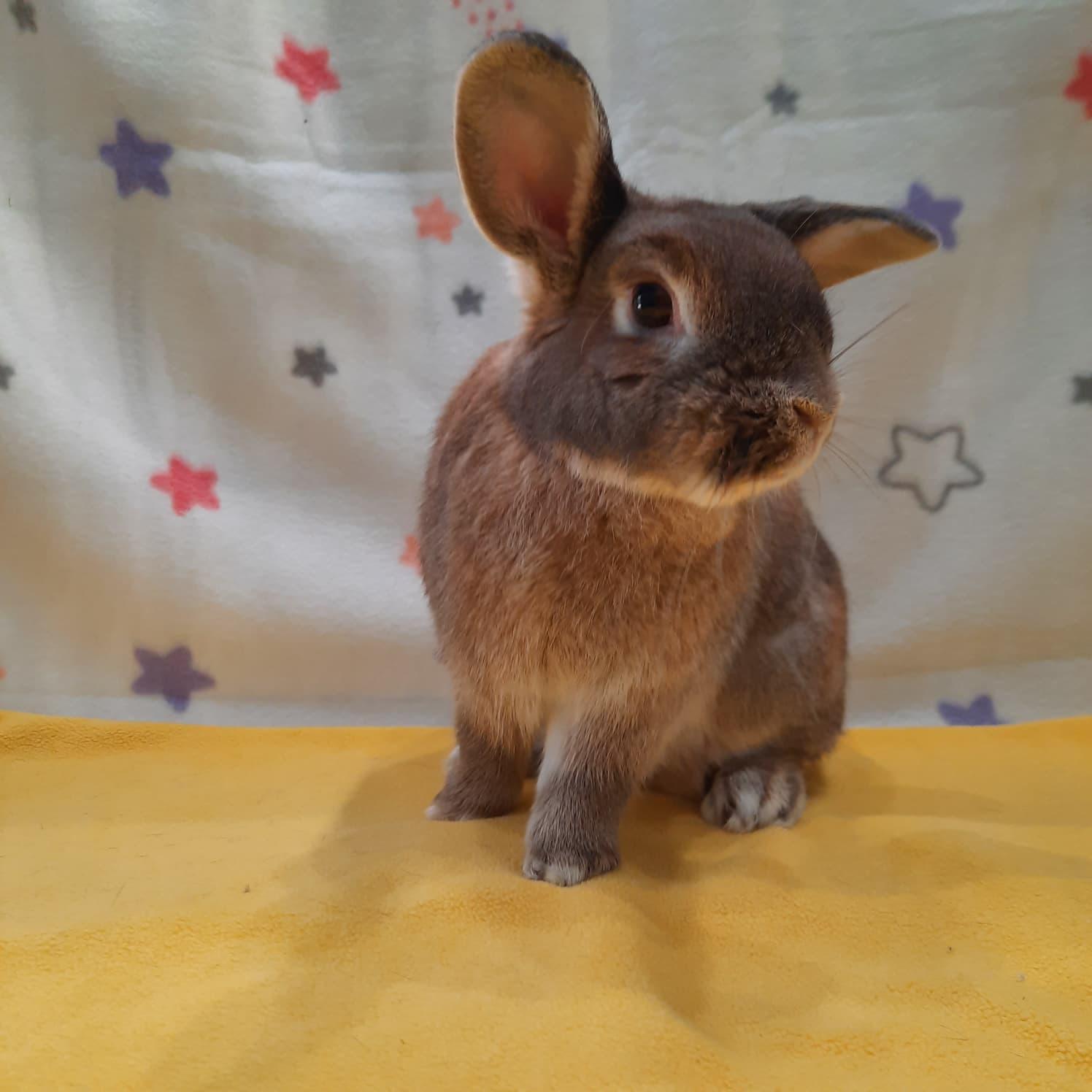 Enlarge Ellie, a Adoptable Bunny Rabbit in Montclair, CA image 2/3