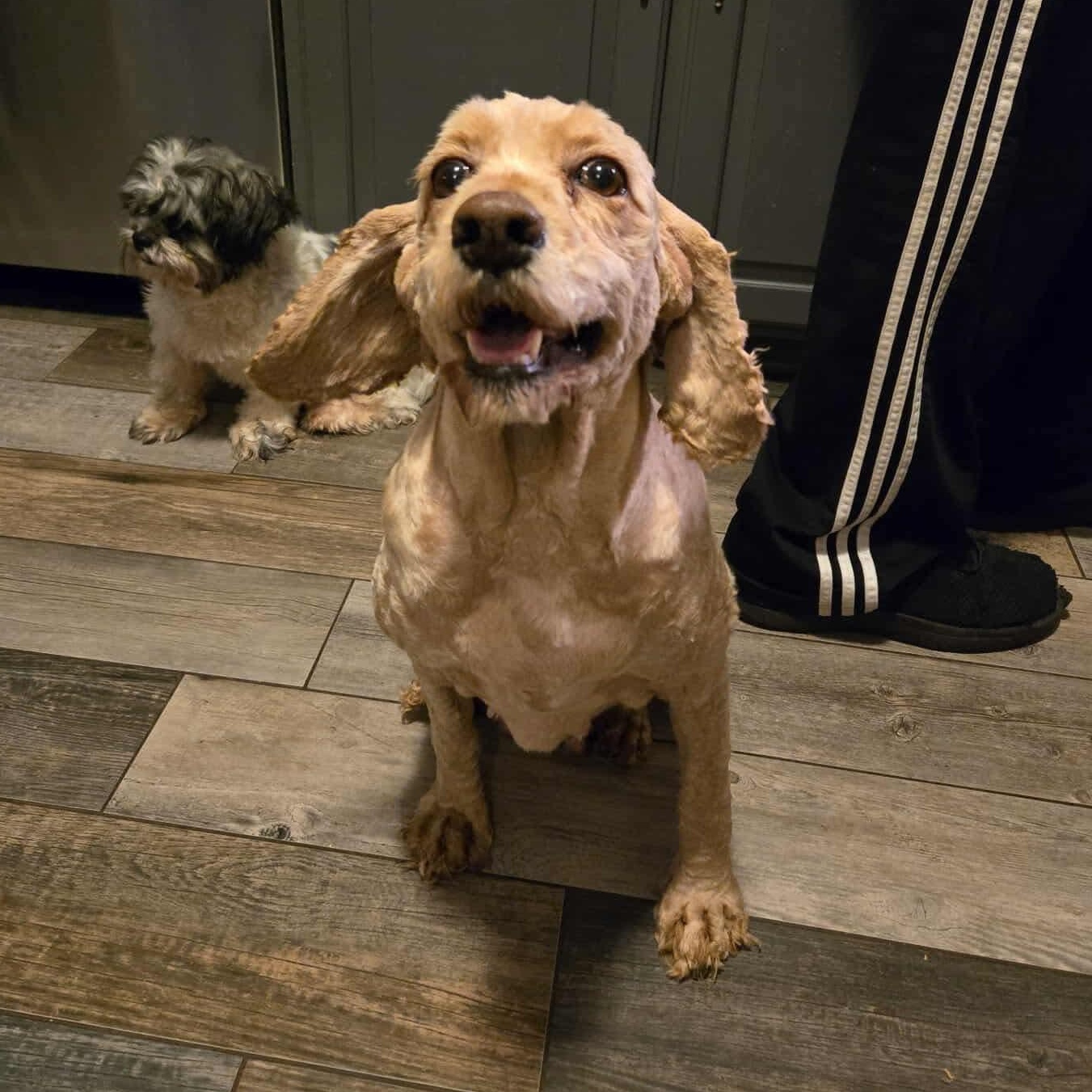 Snuggles, an adoptable Cockapoo in Rochester, NY, 14620 | Photo Image 2