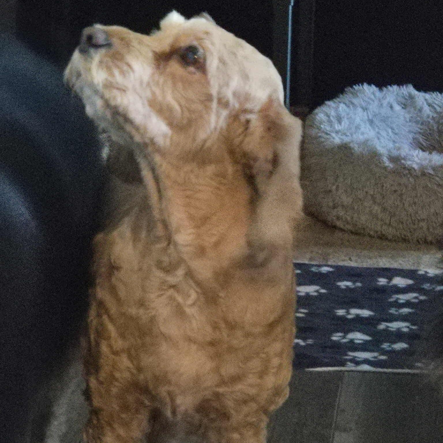 Snuggles, an adoptable Cockapoo in Rochester, NY, 14620 | Photo Image 3