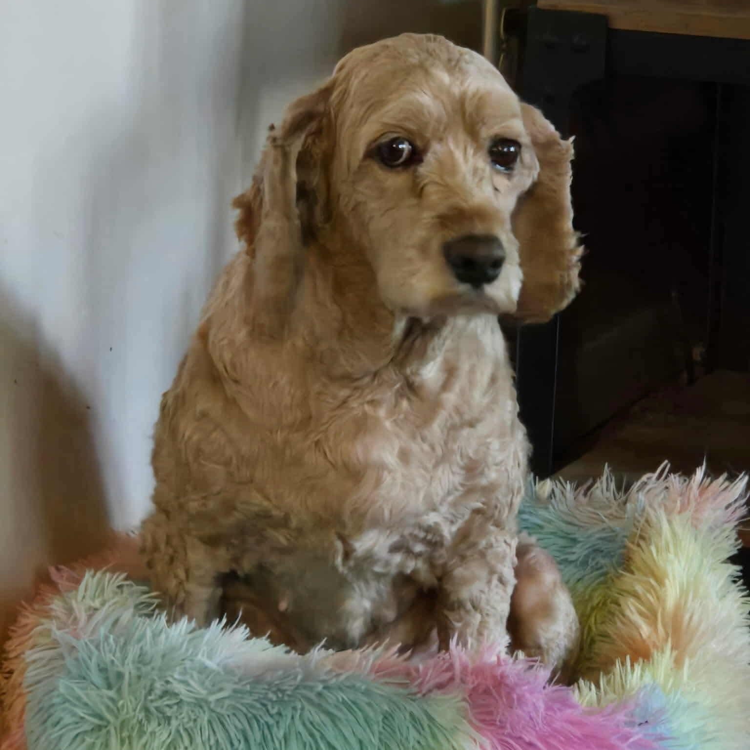 Snuggles, an adoptable Cockapoo in Rochester, NY, 14620 | Photo Image 4