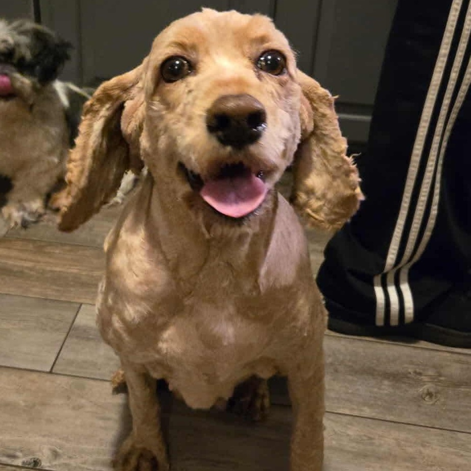 Snuggles, an adoptable Cockapoo in Rochester, NY, 14620 | Photo Image 5