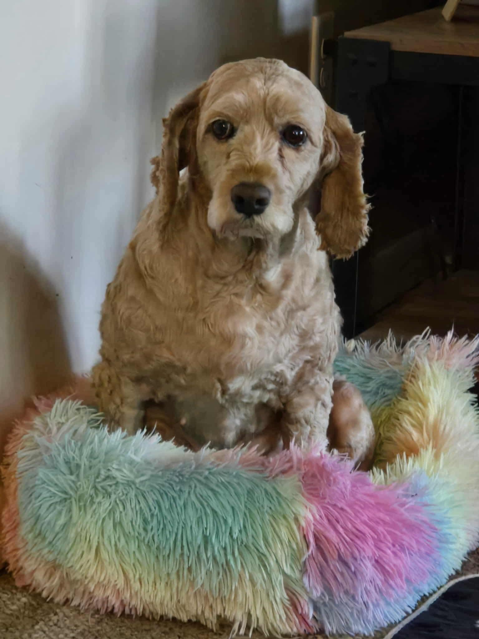 Snuggles, an adoptable Cockapoo in Rochester, NY, 14620 | Photo Image 6