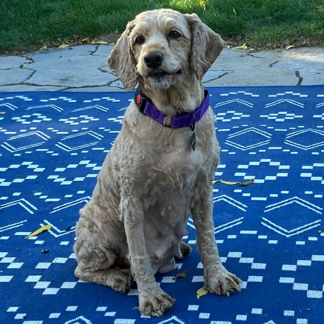 Snuggles, an adoptable Cockapoo in Rochester, NY, 14620 | Photo Image 1