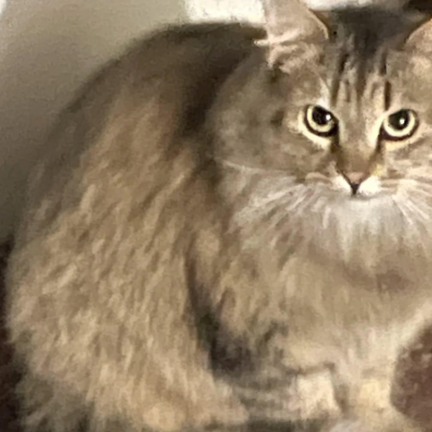 Enlarge Daisy (shy but sweet! good with other cats!), an adopted mixed breed in HANSON, MA image 1/1