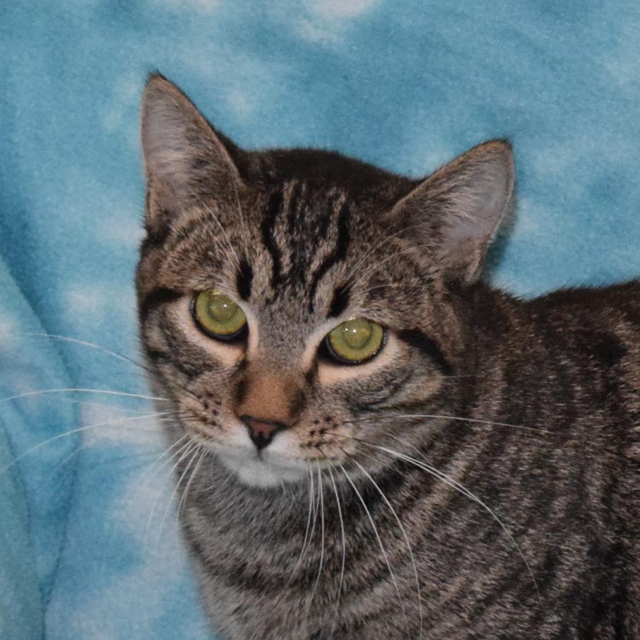 Jerry, Adoptable, Young Male Domestic Short Hair.
