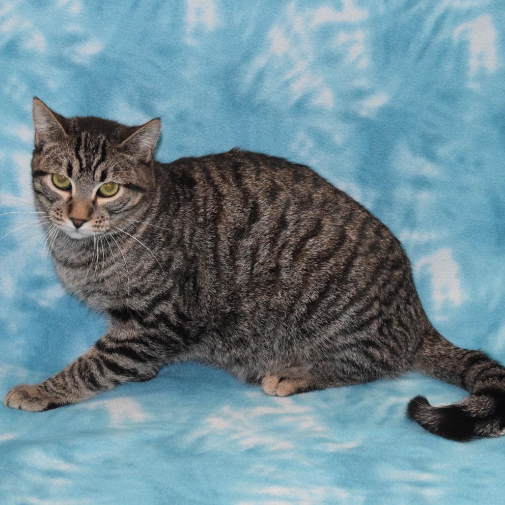 Enlarge Jerry, a Adoptable Domestic Short Hair in Eureka, CA image 4/4