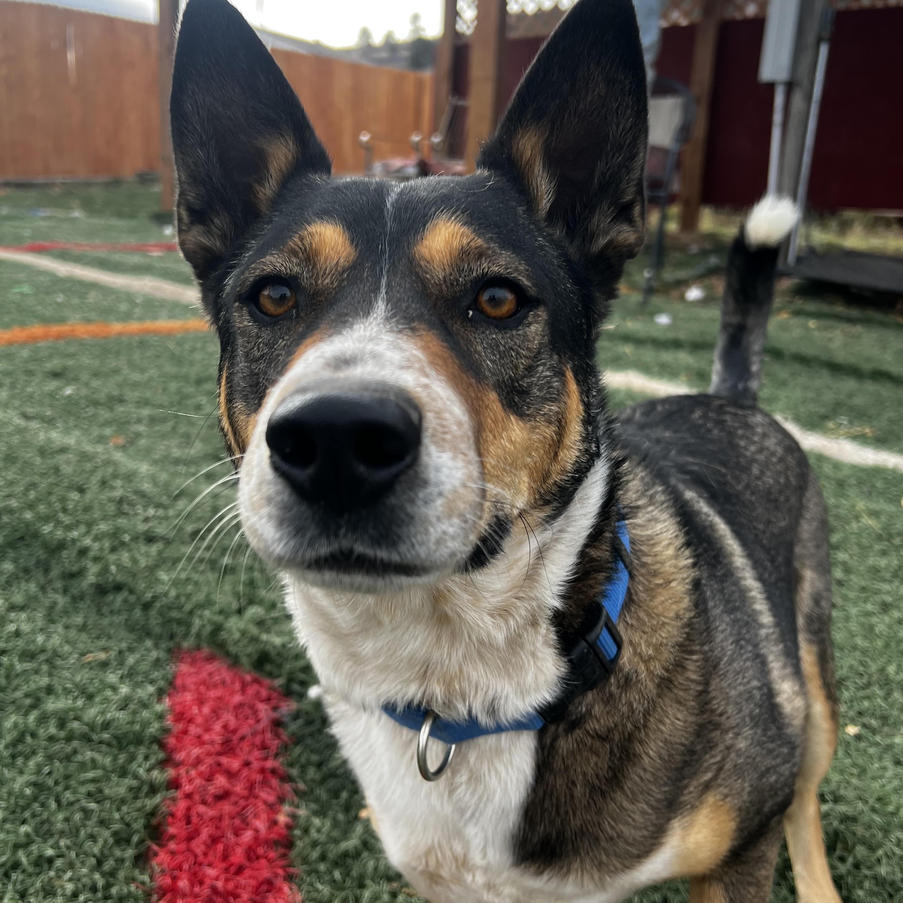 Archer, ADOPTABLE, Adult Male Australian Cattle Dog / Blue Heeler & Shepherd.