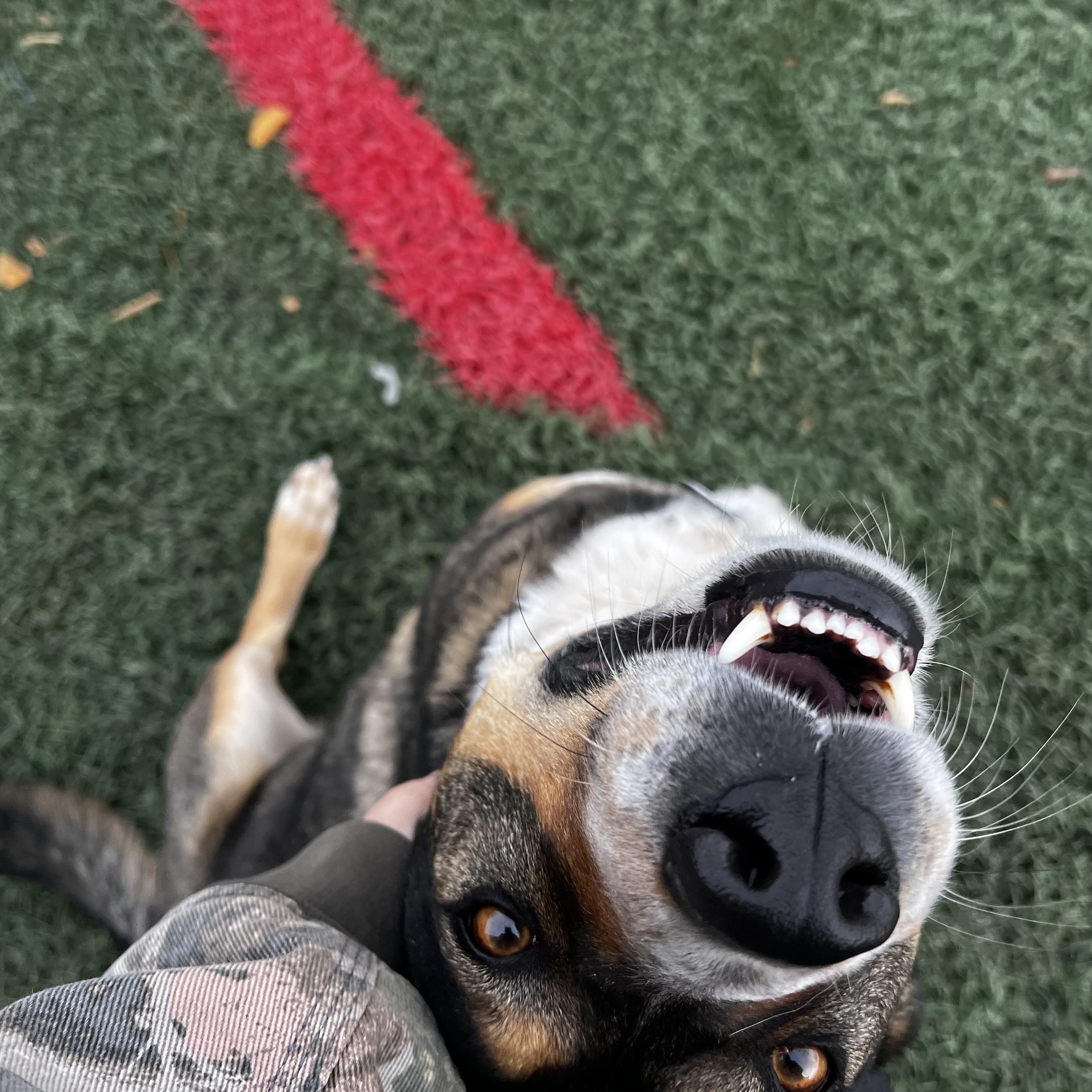 Archer, a ADOPTABLE mixed breed image 2/5