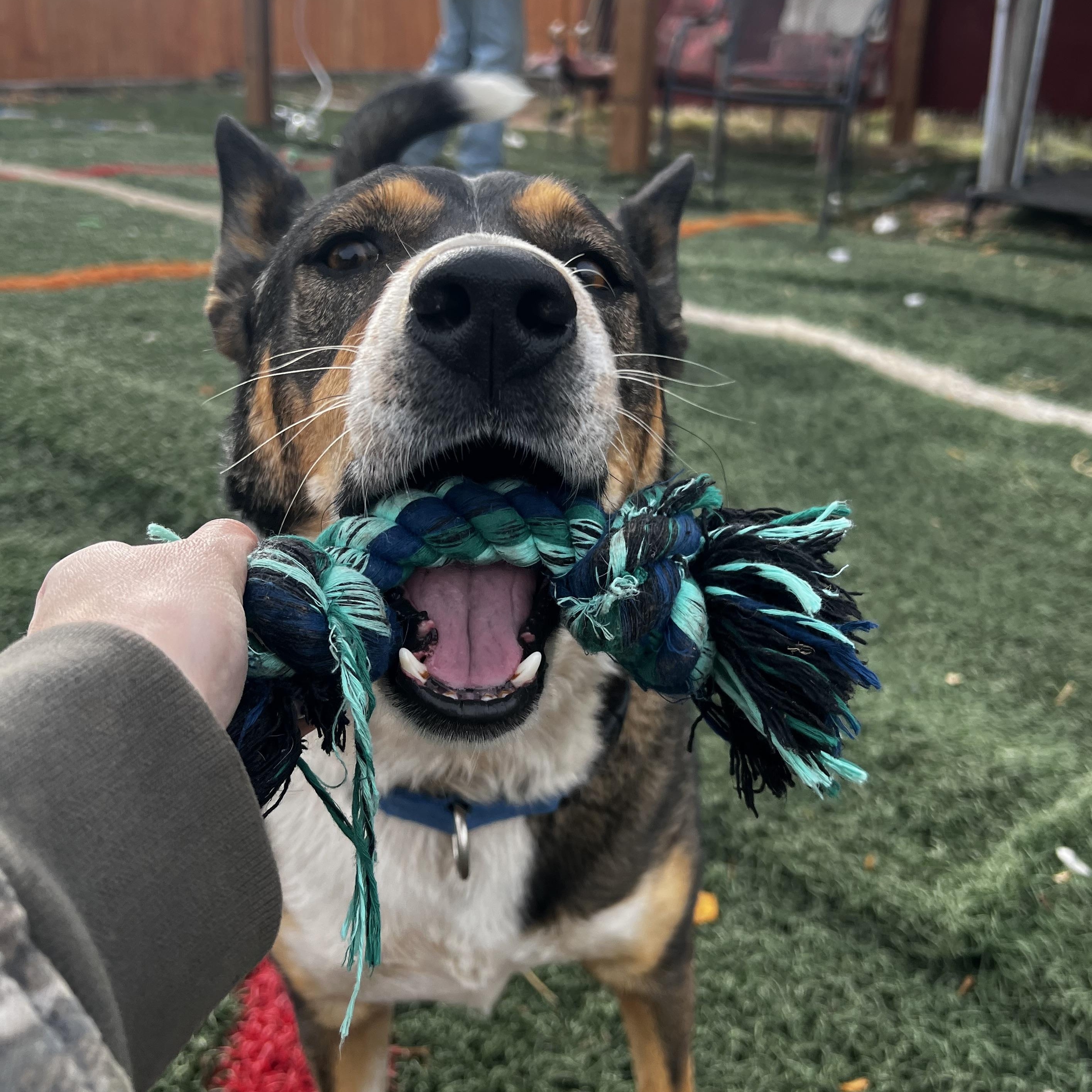 Archer, a ADOPTABLE mixed breed image 3/5