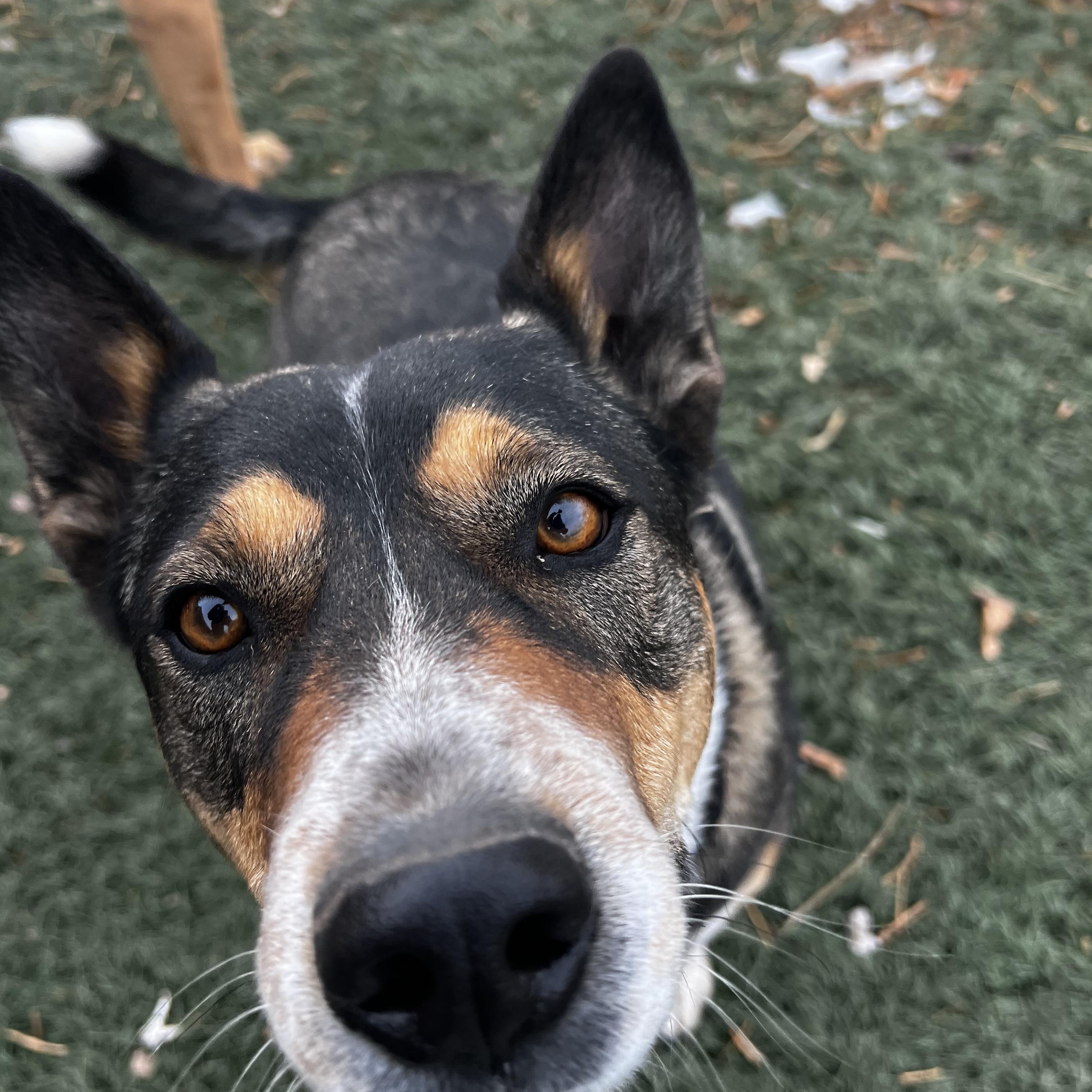 Archer, a ADOPTABLE mixed breed image 4/5