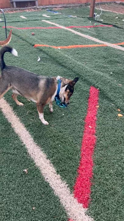 Enlarge Archer, a ADOPTABLE mixed breed video 5/5