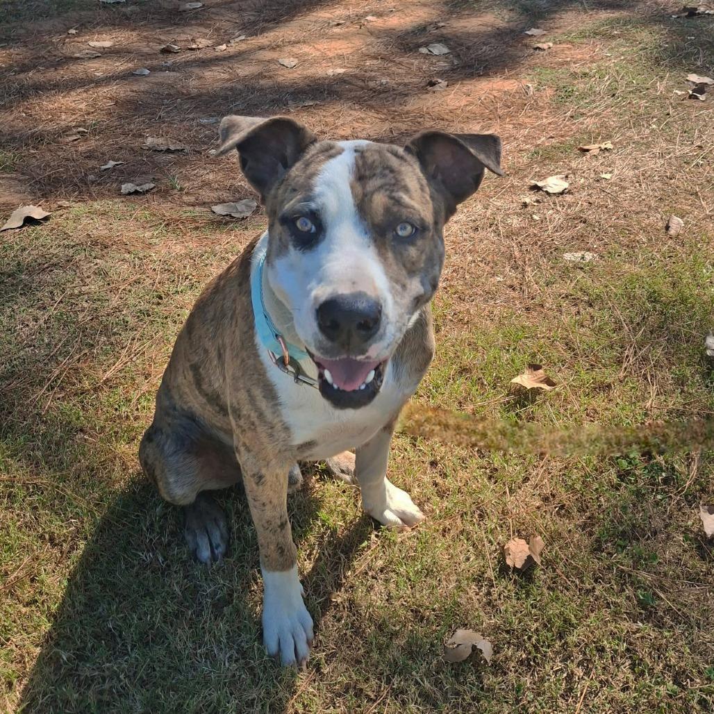 Dollar S1, Adoptable, Adult Male Catahoula Leopard Dog & Mixed Breed.