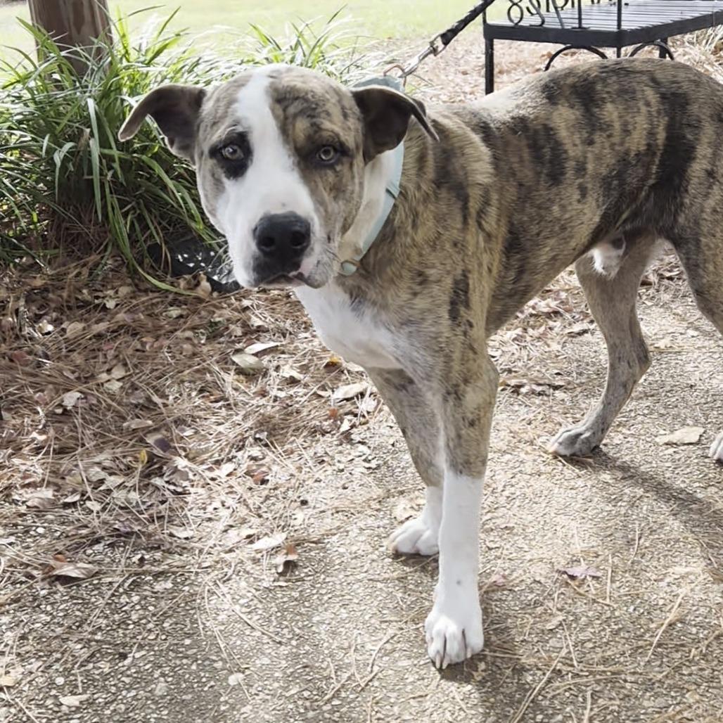 Enlarge Dollar S1, a Adoptable mixed breed in Natchitoches, LA image 2/6